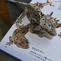画像248