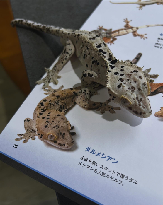 画像248