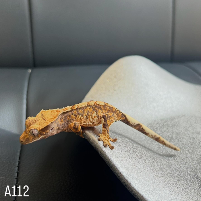 画像277