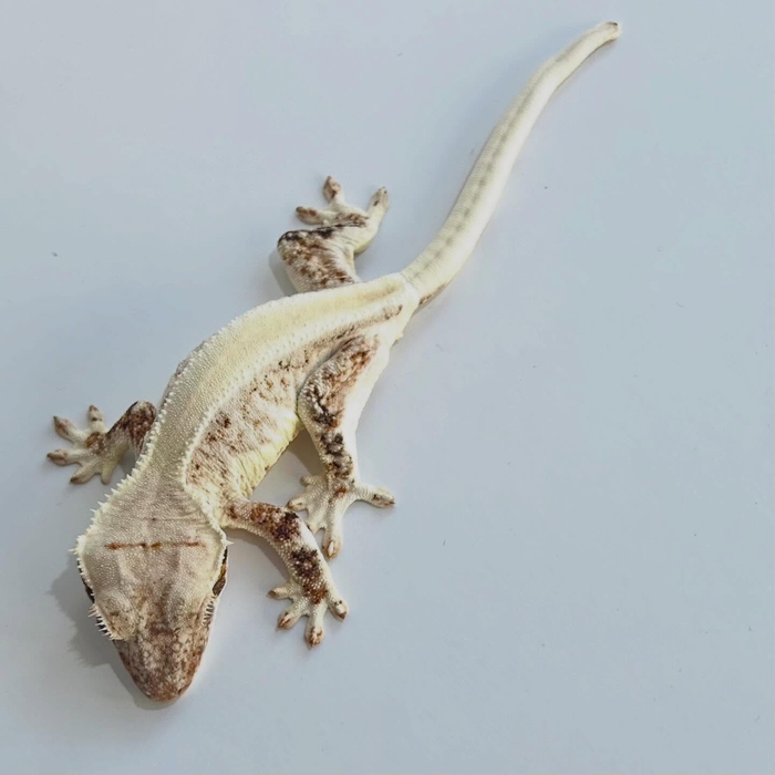 画像337