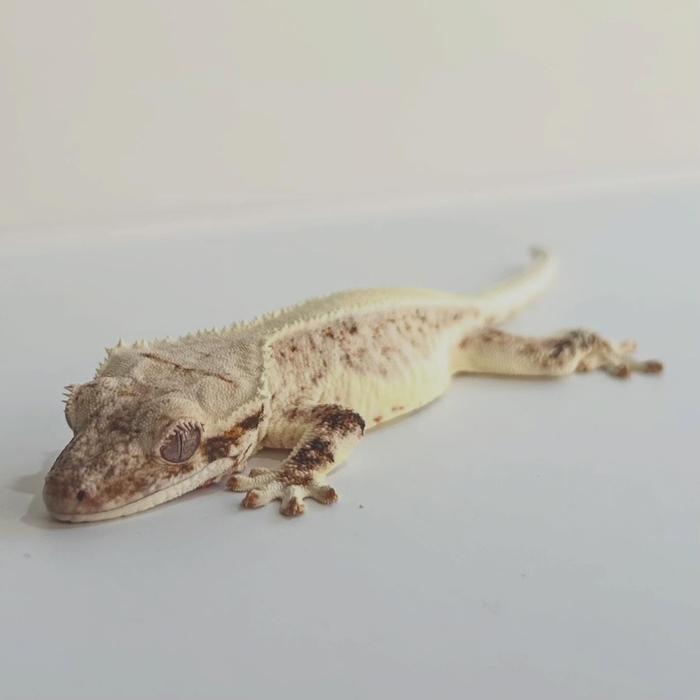 画像338