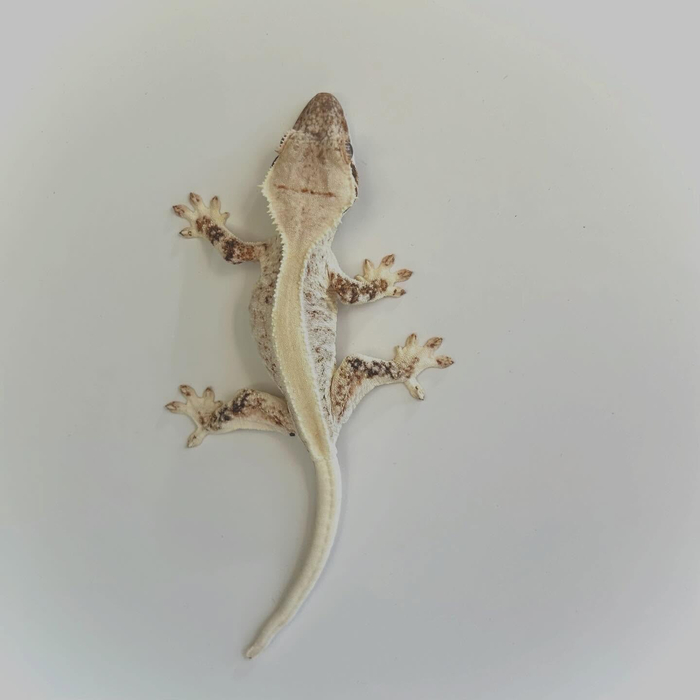 画像339
