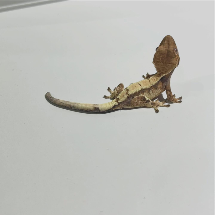 画像349