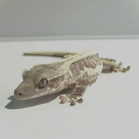 画像353