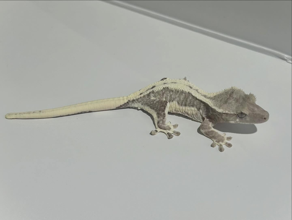 画像354