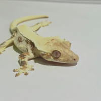 画像379