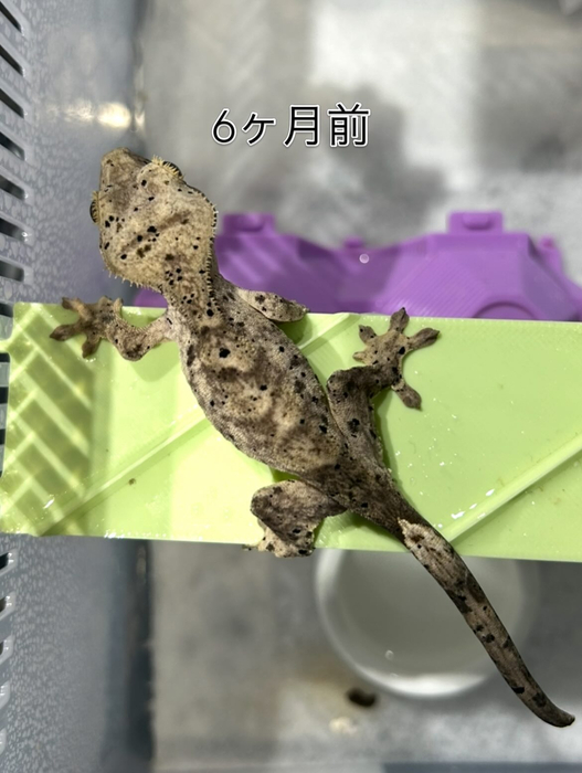 画像436