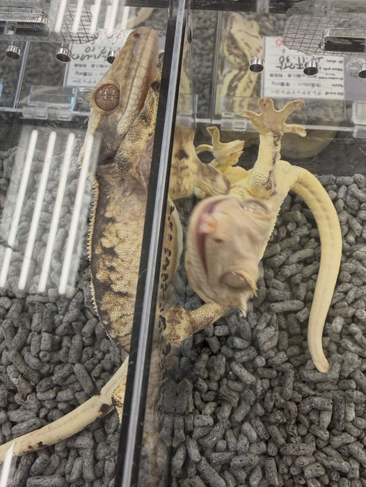 画像464
