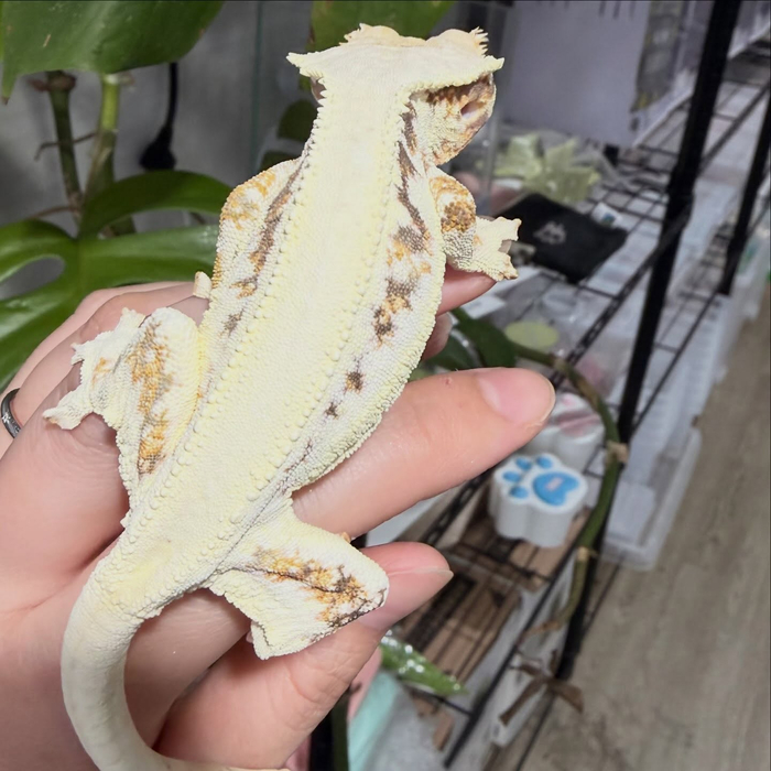 画像499