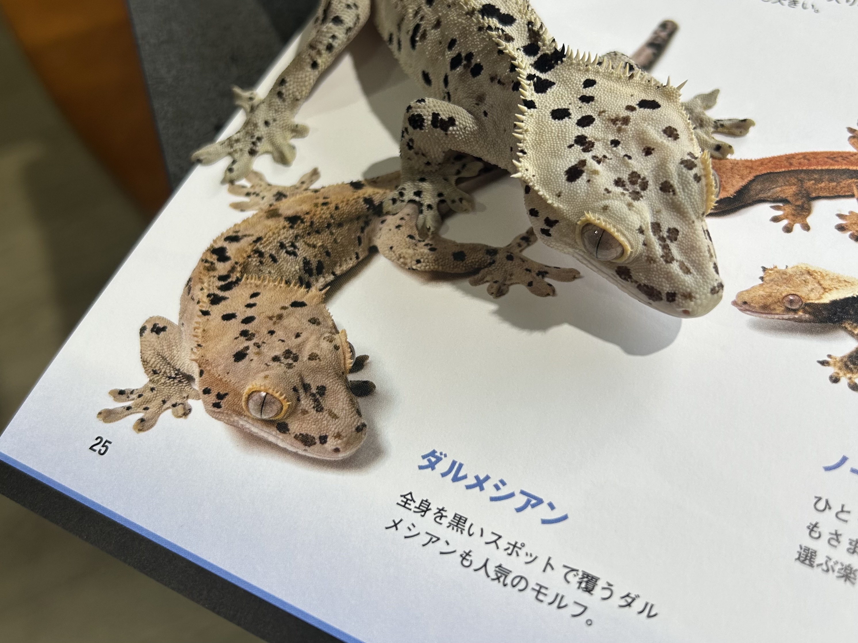 クレステッドゲッコー特集 REPFANにて紹介していただきました！