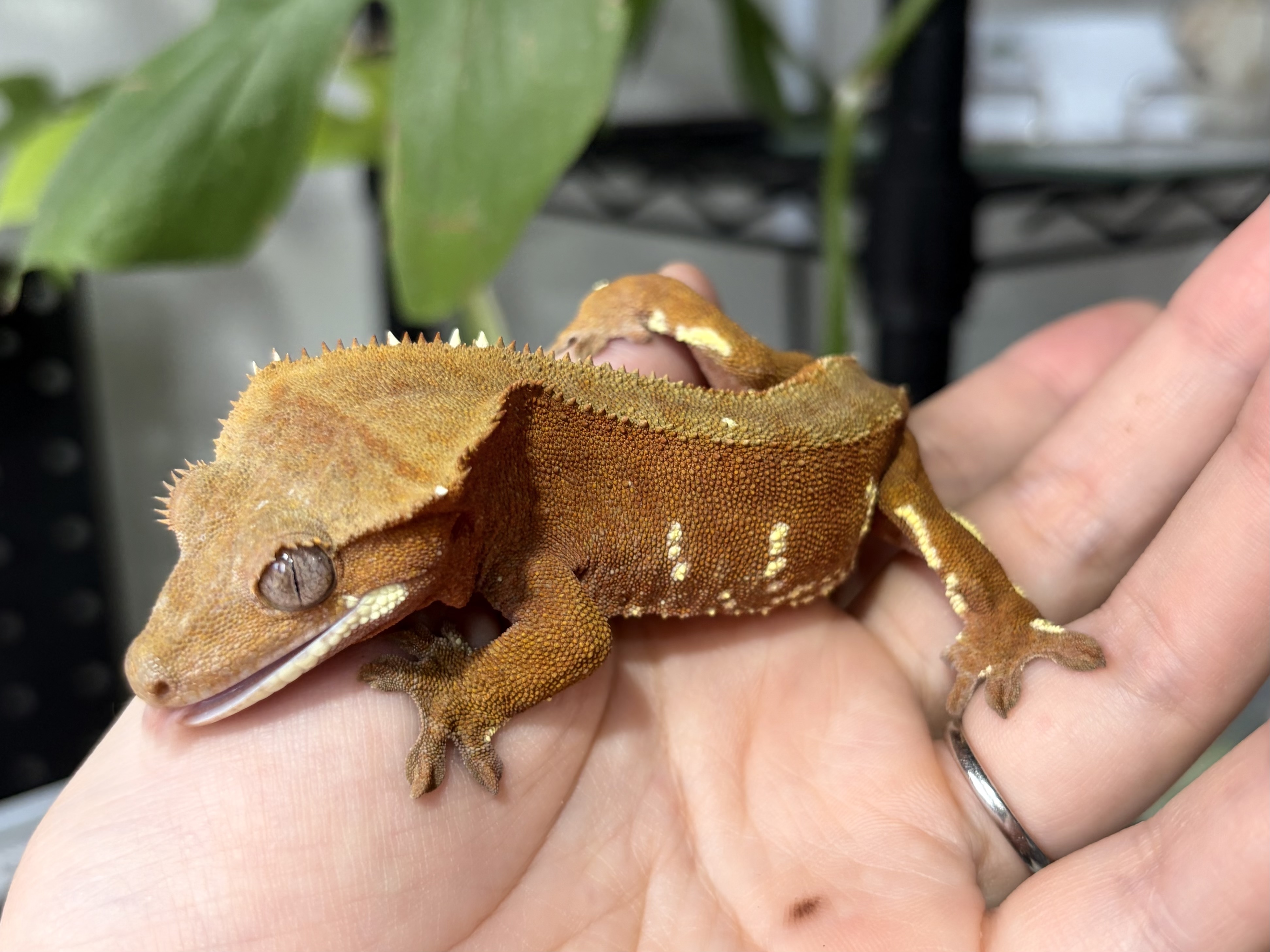 横浜・東京エリアにお住まいの方はもちろん、遠方のお客様からも飼育方法や成長、ペアリングについてのご相談をいただいております。