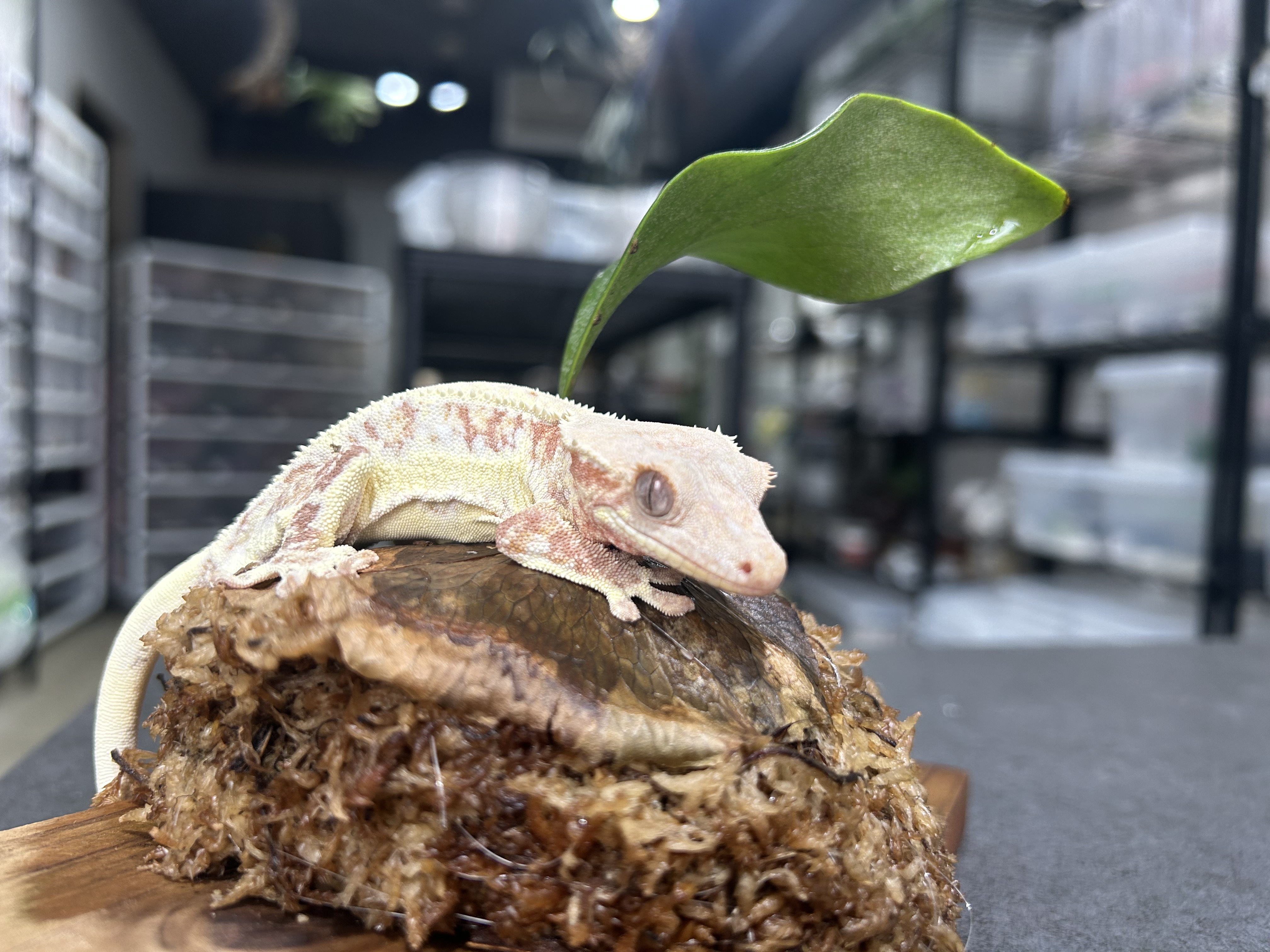 AdobeStock_267069464