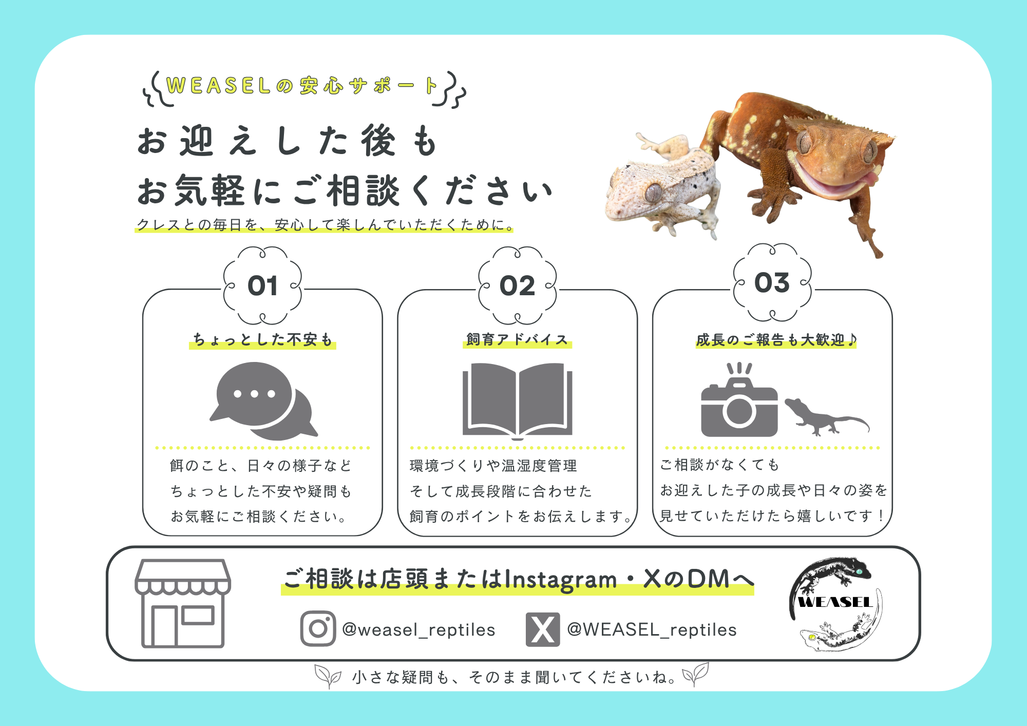 クレステッドゲッコー専門店のお迎え後の飼育相談・アフターサポート案内